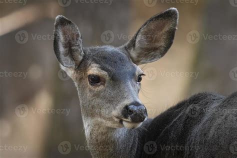 Blacktail Deer Stock Photos, Images and Backgrounds for Free Download