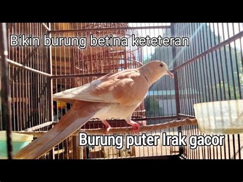 Burung Puter Irak Gacor Dengan Suara Khas Yang Mempesona Youtube