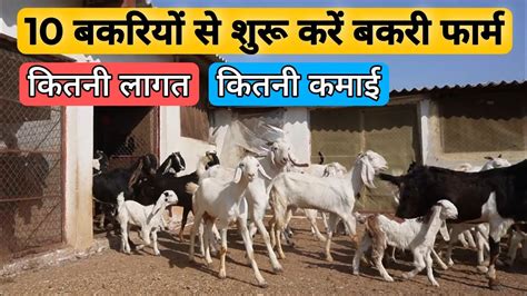 10 बकरियों से कैसे शुरू करें बकरी पालन कितनी लागत और कितनी कमाई। Goat