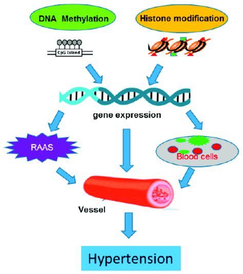 The Illustration Of The Regulation Dna Methylation And Histone