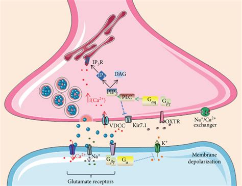 Presynaptic G Protein Coupled Oxytocin Receptors Modulate Membrane