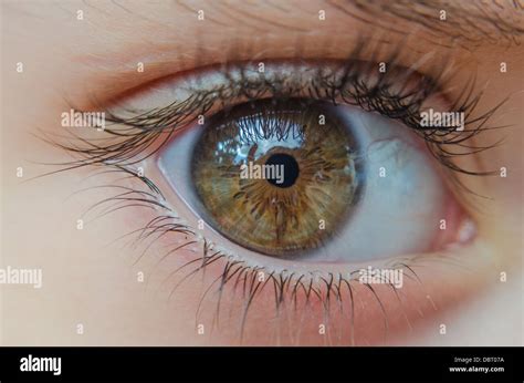 Child Brown Eye Hi Res Stock Photography And Images Alamy