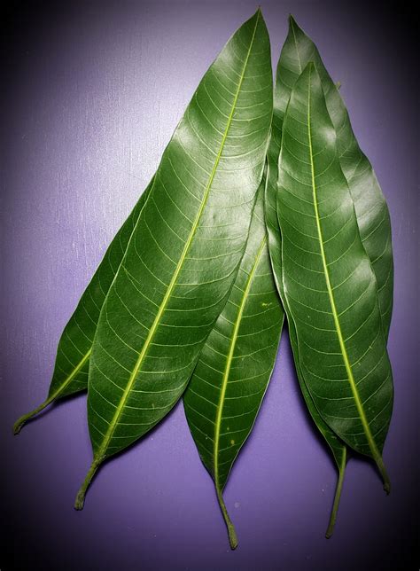 Mango Leaf Alkaherbs