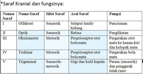 12 Saraf Kranial Dan Fungsinya Salam Sehat 111888 Hot Sex Picture