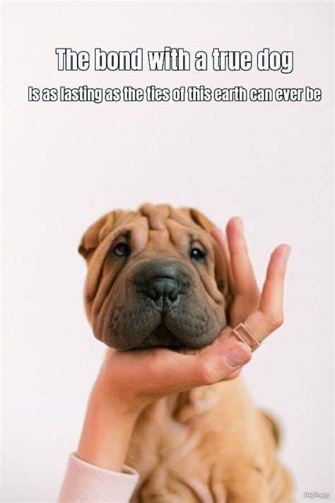 15 Most Inspiring Dog Therapy Quotes That Melt Your Heart