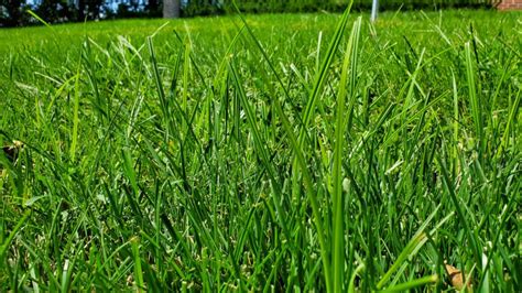 Do You Really Need Pre Emergent And Post Emergent Weed Control Treatments Sharp Lawn Care