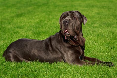 Mastino Napoletano Dal Carattere Alle Cure Tutto Ci Che C Da