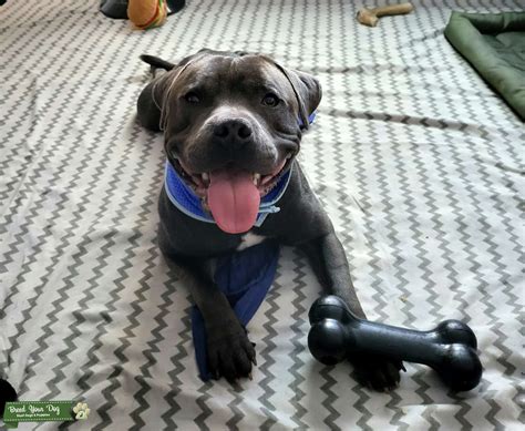Blue Staffordshire Bull terrier Full Pedigree - Stud Dog in Birmingham