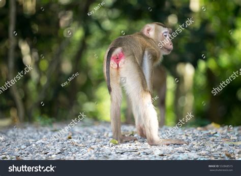 Monkey Showing Red Ass Forest Stock Photo 532868515 Shutterstock