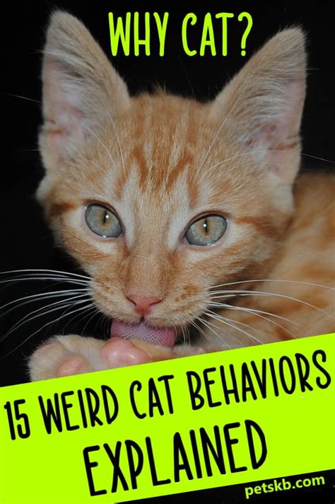 Weird Cat Behaviors Explained Artofit