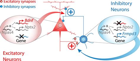 Npas4 Regulates Excitatory Inhibitory Balance Within Neural Circuits