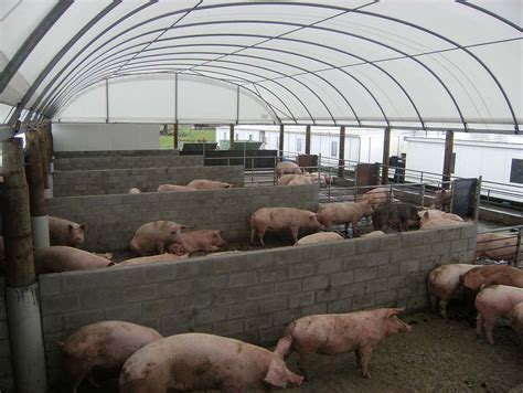 Pig Farming In New Zealand Smartshelters Nz