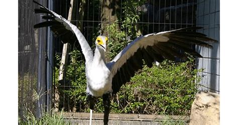 ヘビクイワシ｜ ハイブリッド・レジャーランド東武動物公園公式webサイト