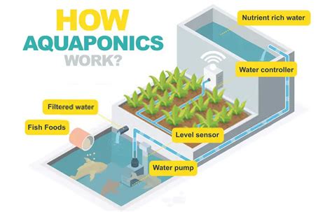 Aquaponic Gardening A Step By Step Guide To Raising Vegetables And