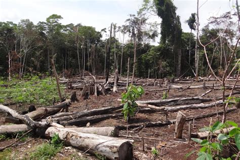 Biodiversidade o que é Definição principais características preservação