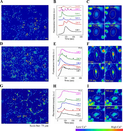 Calcium Imaging Of Neuronal Cells Treated With Mm Denatonium Benzoate