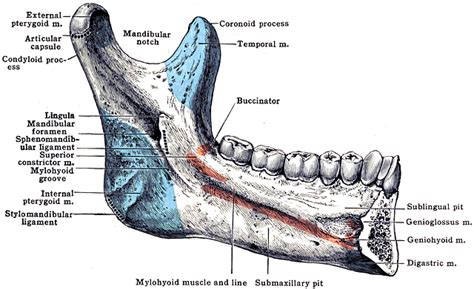 Mandible Muscle Attachments