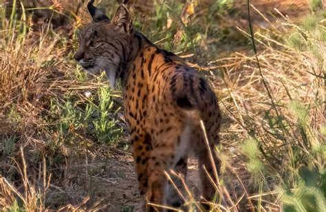 Popula O De Lince Ib Rico Ultrapassa Os Dois Mil Exemplares Na