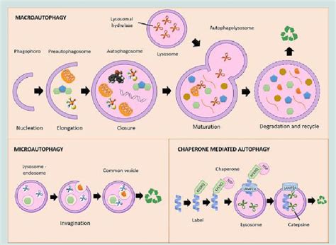 Autophagy Types And Stages Macroautophagy Begins With The Phagophore