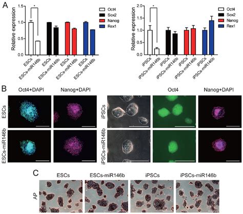 Overexpression Of Mir‑146b‑5p In Embryonic Stem Cells Escs Or Induced Download Scientific