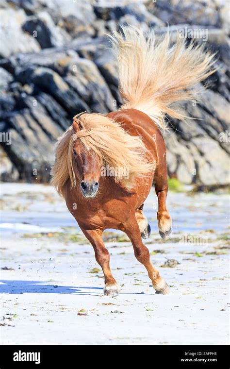 Shetland Pony Chestnut Stallion Bucking Beach Burra Shetlands Stock