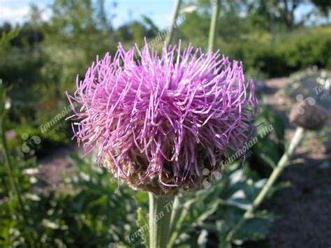 Leuzea Carthamoides Rohtomaraljuuri Tommolan Tila