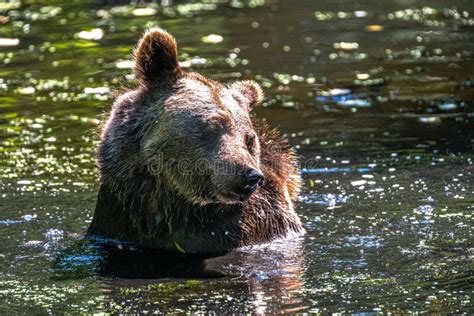 Eurasian Brown Bear stock image. Image of wetland, rare - 259535143