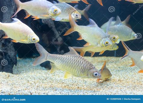 Close Up Beautiful Fish In The Aquarium On Decoration Of Aquatic Stock