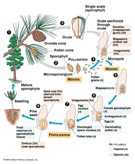 Gymnosperm Biology