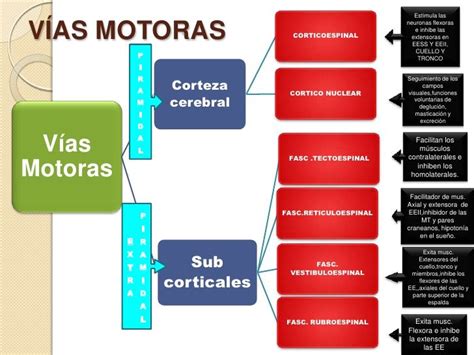 A Diagram With Words Describing The Different Types Of Motor Vehicle