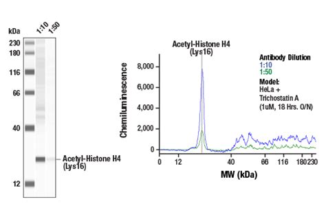 Acetyl Histone H4 Lys16 E2b8w Rabbit Mab Cell Signaling Technology