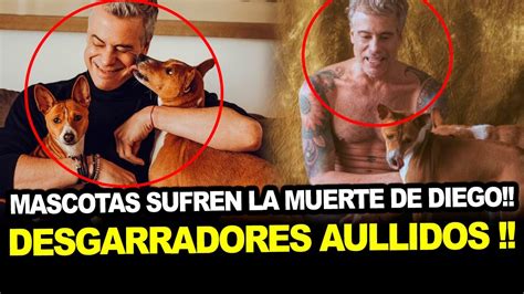 Diego Bertie Vecina Denuncia Abandono De Sus Perritos Tras La Muerte