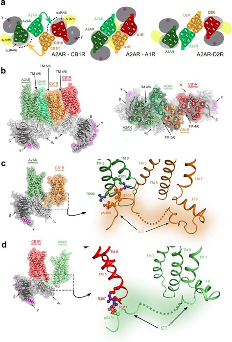 Quaternary Structure Of The A2ar Cb1r Heterotetramer A Schematic Download Scientific Diagram