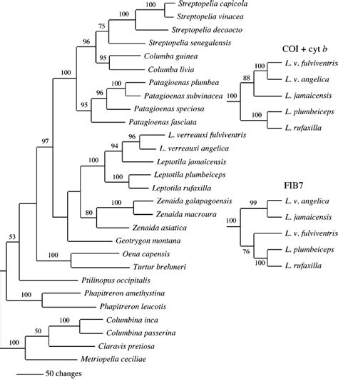 Single Most Parsimonious Tree Length 2 652 Rescaled Consistency Download Scientific Diagram