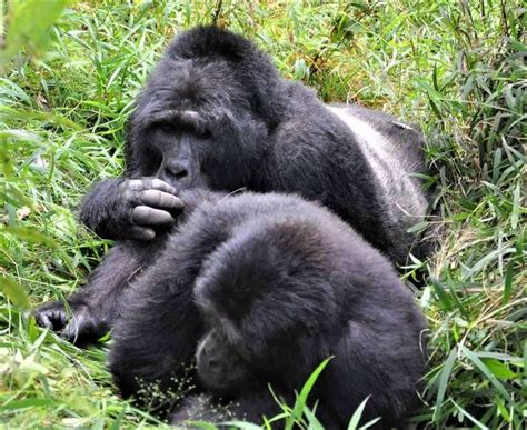 Habituated Gorilla Families In Uganda Embrace Africa Gorilla Vacation