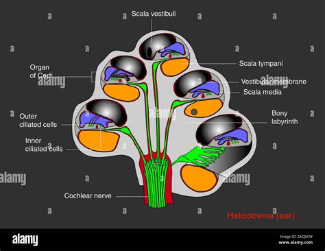 Helicotrema cochlear structure. Diagram of a cross-section through the ...