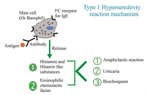 Type 1 Anaphylactic Hypersensitivity Reaction