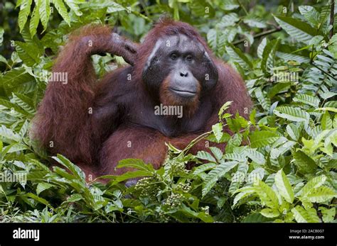 Borneo Orang Utan Male Orangutan Male Pongo Pygmaeus Stock Photo