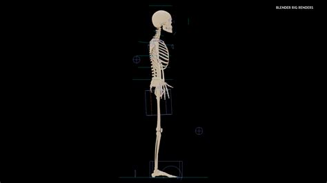 Human Skeleton 3D Realistic CGTrader