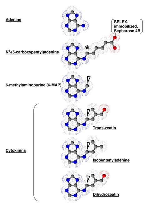 Structure Of Adenine And Related Compounds Download Scientific