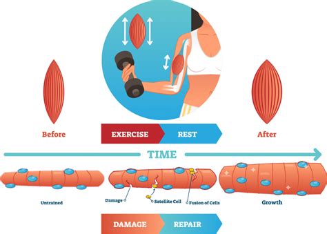 Muscle Hypertrophy vs Hyperplasia: The Difference Explained - Inspire US