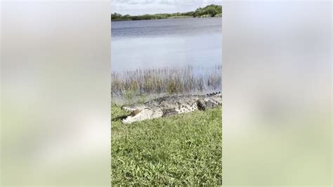 Massive crocodile dubbed ‘Croczilla’ sunbathes at Everglades National ...