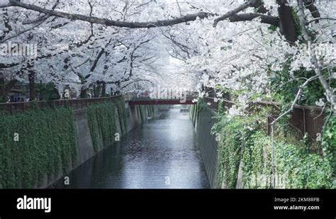 Cherry Blossoms In Full Bloom Along Meguro River In Tokyo Japan