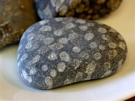 Free picture: fossils, rocks, coral