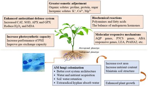 Arbuscular Mycorrhizal Fungi In Soil