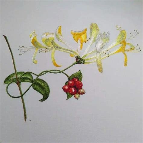 Honeysuckle Hand Embroidery By Victoria Matthewson Embroidery