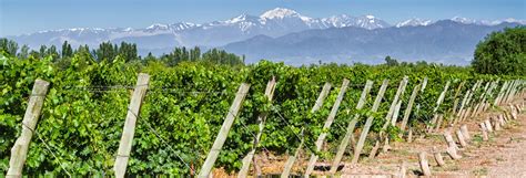 Tour privado por las bodegas de Maipú desde Mendoza