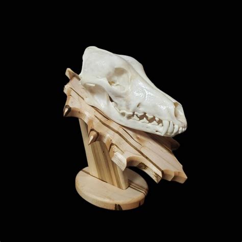 Coyote Skull Etsy