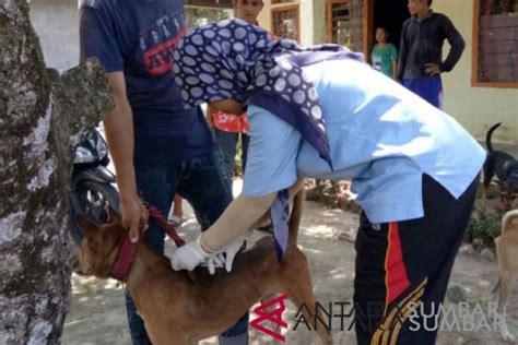 Kasus Gigitan Hewan Penular Rabies Meningkat Di Agam Antara Sumbar