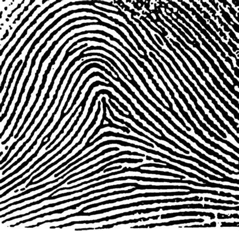 Forensics Fingerprints Flashcards Quizlet